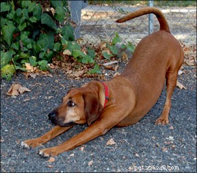 Sport canini e corretta prevenzione delle lesioni canine attraverso il condizionamento