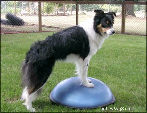 犬のスポーツとコンディショニングによる適切な犬の怪我の防止 