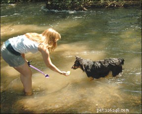Lekce psího plavání:Perfektní cvičení pro vašeho psa