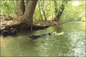 犬の水泳レッスン：犬にぴったりのエクササイズ