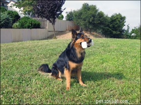 Hur du lär din hund att leka Fetch
