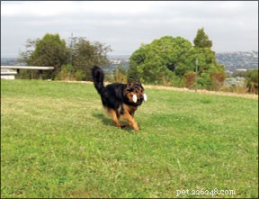 犬にフェッチをするように教える方法 