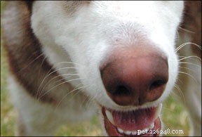 Trabalho de nariz:um esporte canino superdivertido