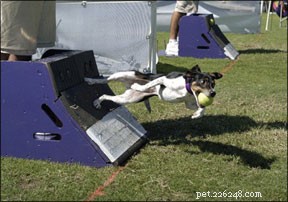 Compétitions canines à haute énergie