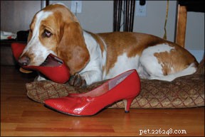 Como impedir que seu cachorro mastigue todos os seus sapatos