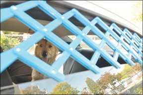 車の中で安全かつ落ち着いて乗る犬 
