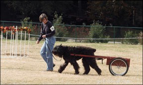 Training voor het karten en trekken van honden