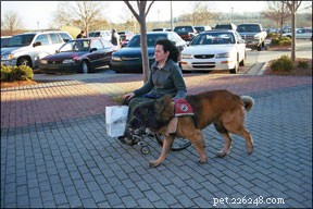Addestramento sul trasporto di cani e bozze