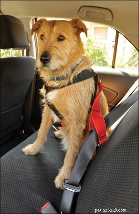 Hundar som åker säkert och lugnt i bilar