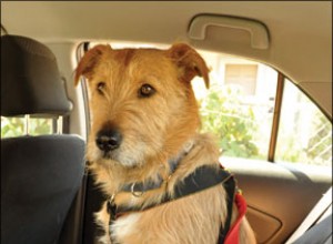 Hundar som åker säkert och lugnt i bilar