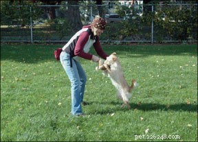 Melhores petiscos para treinamento de cães para diferentes cenários de treinamento