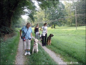 Hoe u uw hond traint om rustig aan de lijn te lopen