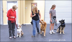 Comment apprendre à votre chien à marcher calmement en laisse