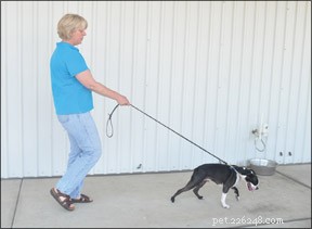 Como treinar uma caminhada adequada com trela – Encoste!
