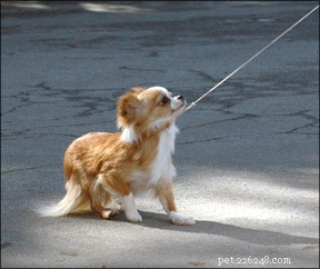 Als uw hond weigert aan de lijn te lopen