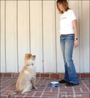 Utiliser la gamelle de votre chien comme outil d entraînement