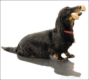 Canine Sports:Competitive Obedience