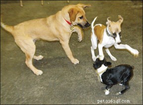 Addestramento di razze di cani di piccola taglia