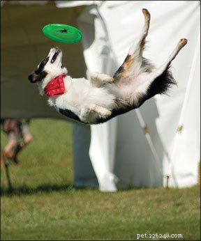 Competições de cães de disco