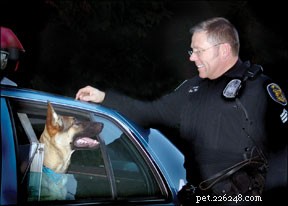 Politiehonden en militaire honden trainen met behulp van positieve methoden