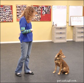 Het belang van de naam van een hond met betrekking tot training