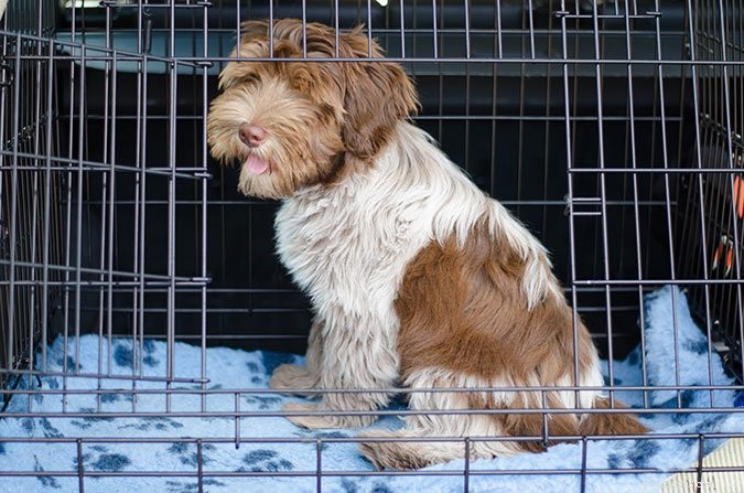 I vantaggi di addestrare il cane in gabbia fin dalla tenera età