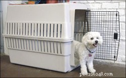 Les avantages du dressage de votre chien en cage dès son plus jeune âge