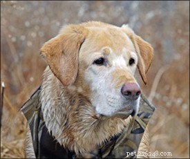 Formation canine positive pour les chiens de chasse