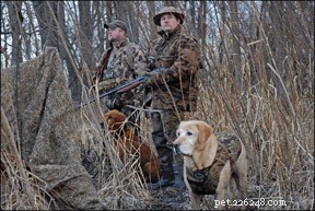 Addestramento positivo per cani da caccia