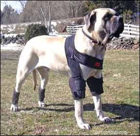 Ortopedické vybavení pro psy, které zvyšuje podporu kloubů a celkovou pohyblivost
