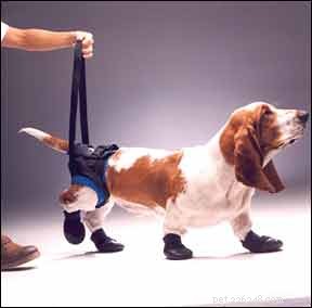 Equipamentos ortopédicos para cães que aumentam o suporte articular e a mobilidade geral