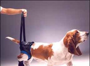 Équipement orthopédique pour chiens qui augmente le soutien articulaire et la mobilité globale
