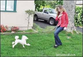 수신호와 간단한 제스처를 사용하여 청각 장애가 있는 개를 훈련시키는 방법