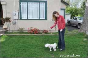 수신호와 간단한 제스처를 사용하여 청각 장애가 있는 개를 훈련시키는 방법