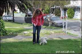 Comment dresser des chiens malentendants à l aide de signaux manuels et de gestes simples