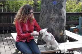 手信号と簡単なジェスチャーを使用して聴覚障害のある犬を訓練する方法 