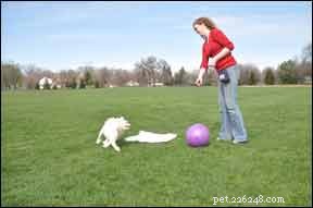 Vyzkoušejte Treibball! Nový pastevecký sport – nejsou potřeba žádné ovce