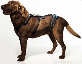 Ортопедическое снаряжение для собак, разработанное для повышения подвижности и дополнительной поддержки