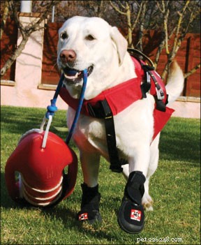 Equipamento ortopédico para cães projetado para maior mobilidade e suporte extra