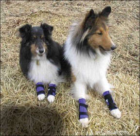 Ortopedické vybavení pro psy navržené pro zvýšenou mobilitu a extra podporu