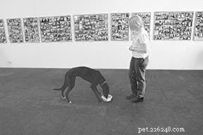 Treinamento de comportamento canino:o que é mais importante?