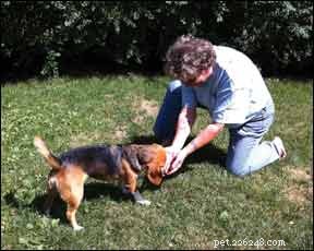 Uw hond trainen om een ​​ extreem snelle  betrouwbare terugroepactie uit te voeren