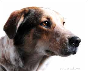 Perguntas sobre treinamento de cães respondidas pelos especialistas!