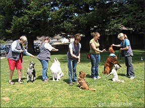 犬にトリックを教える5つの方法はトレーニングを改善することができます 