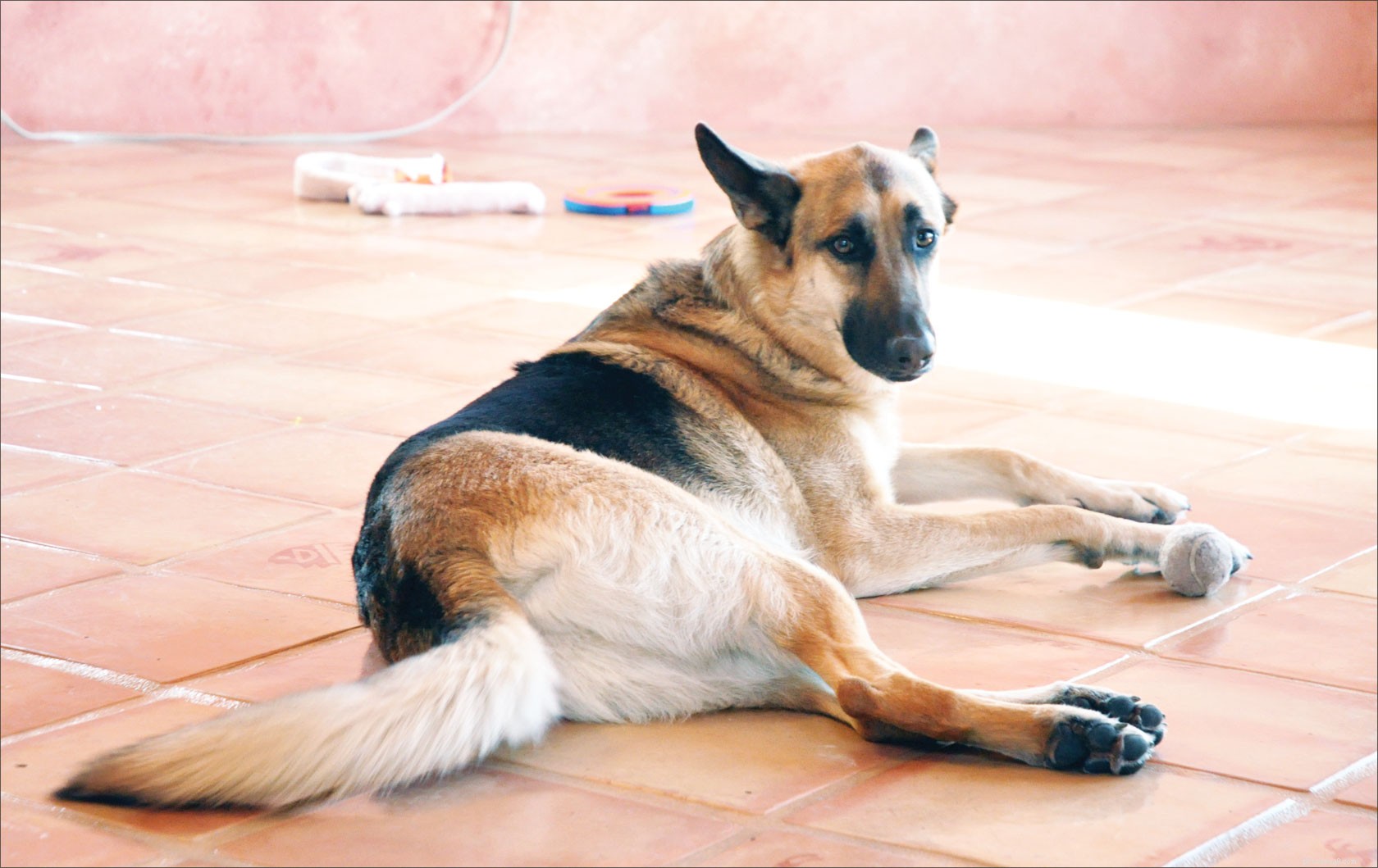 5 способов предотвратить испачкание дома приученной собакой