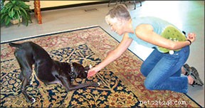 Treinamento profissional de cães em sua casa
