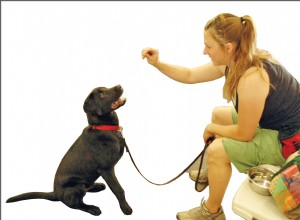 개가 신호를 배우도록 돕는 5가지 방법