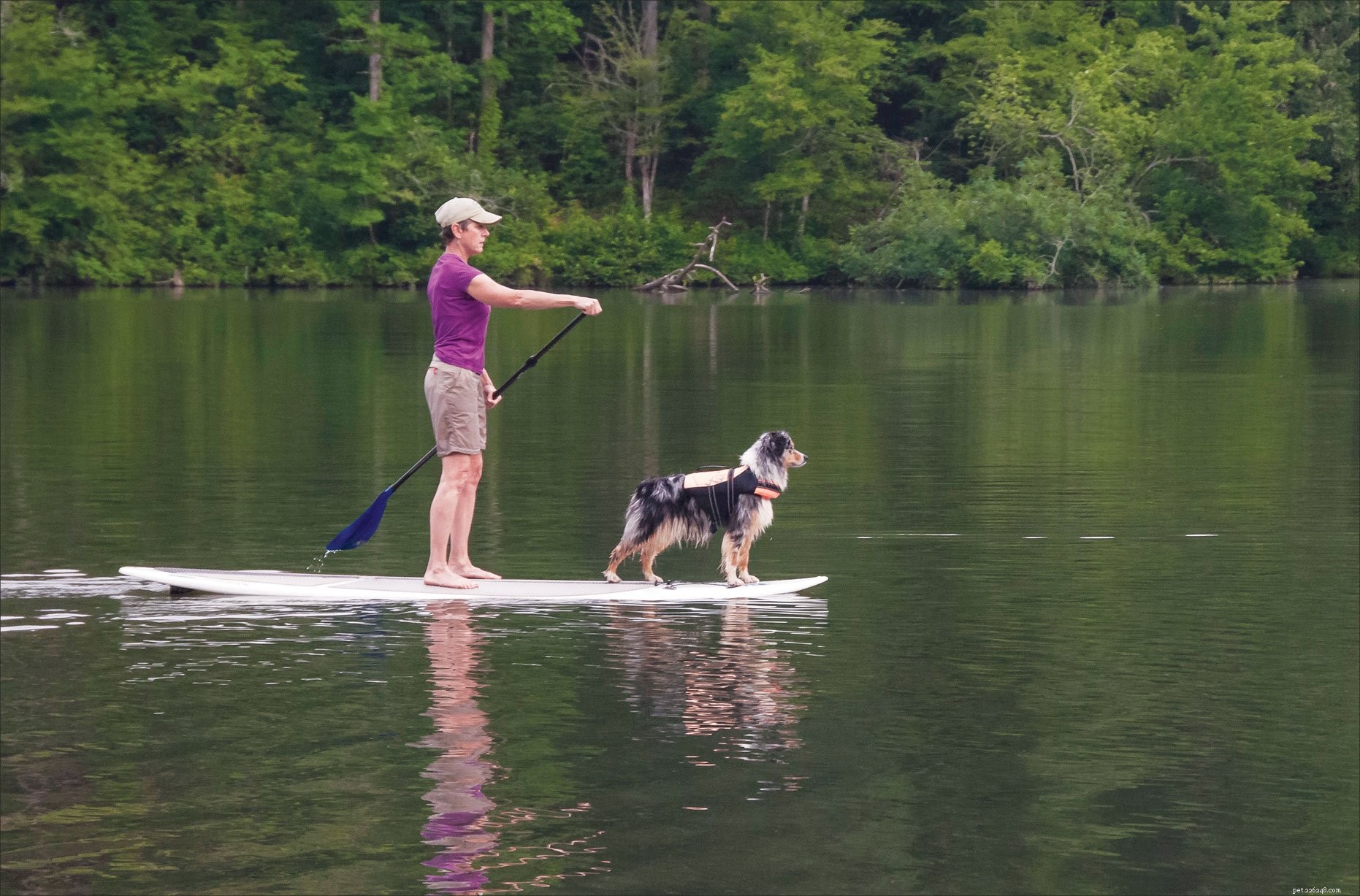 Stand-up paddle com seu cachorro
