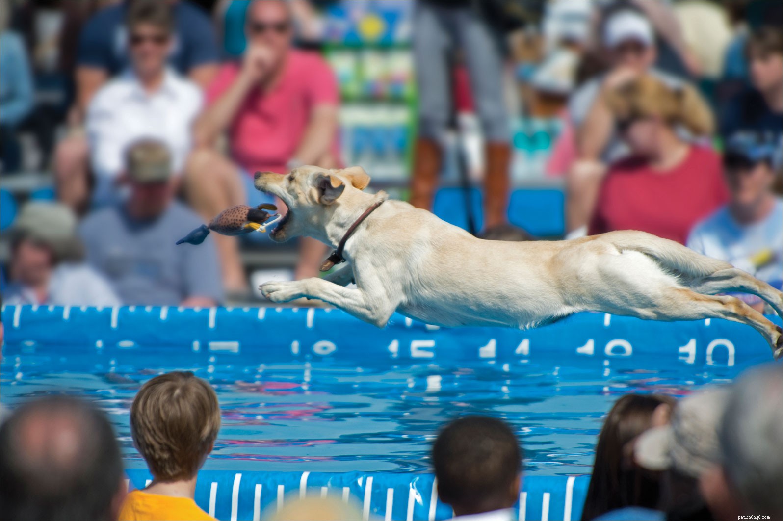 Leve seu cão amante da água para mergulhar!