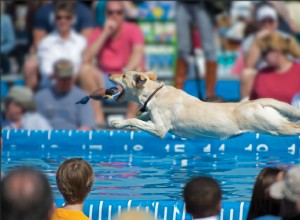 あなたの水を愛する犬のドックダイビングをしてください！ 
